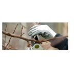 Tree Surgeons Chelmsford