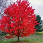 Sourwood Tree