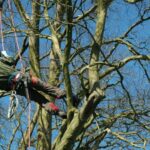 Tree Surgeons Reading