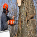 Tree Surgeons Bromley